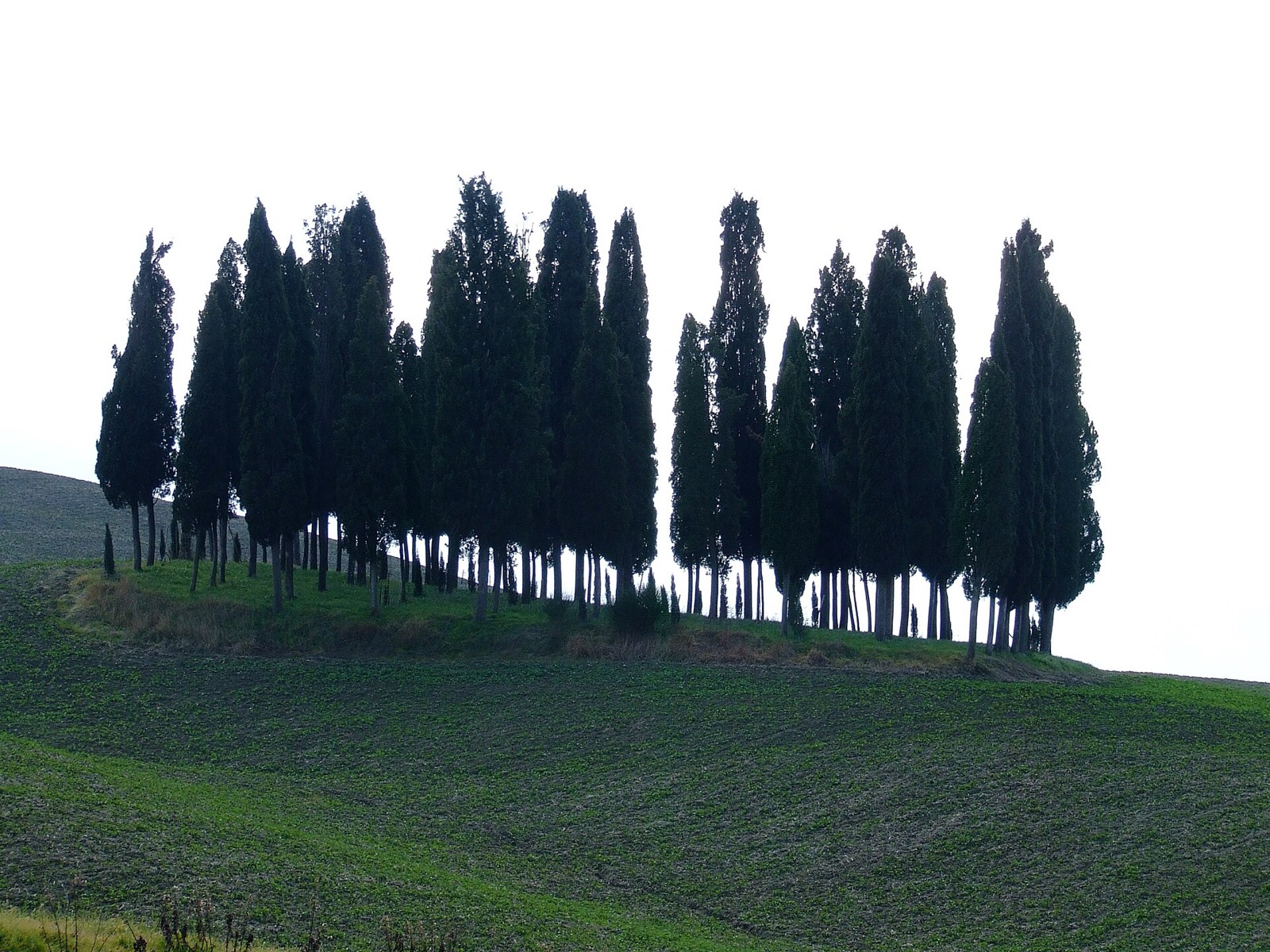 O famoso bosque de ciprestes da Val d'Orcia, Toscana